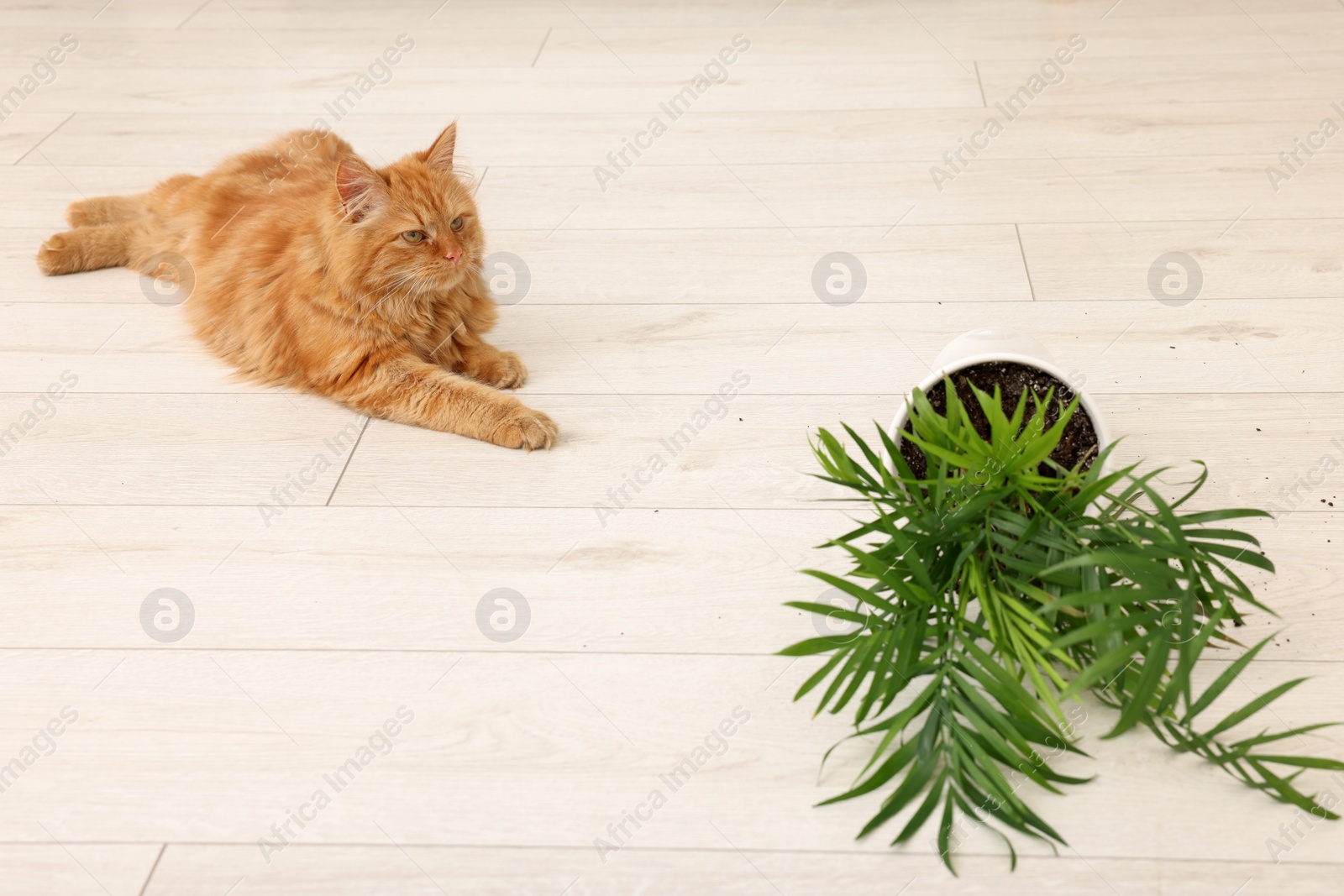 Photo of Cute cat near overturned houseplant at home