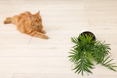 Cute cat near overturned houseplant at home