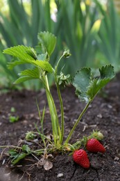 Photo of Strawberry plant with ripening fruits outdoors, closeup
