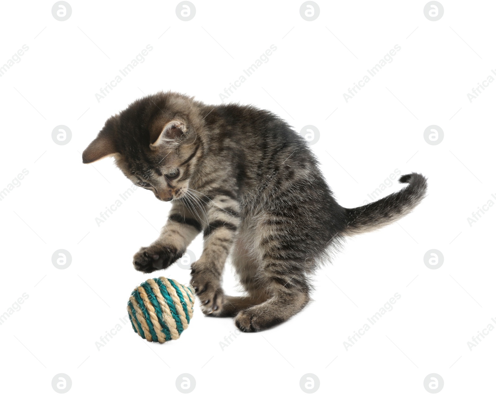 Photo of Little kitten playing with toy ball on white background