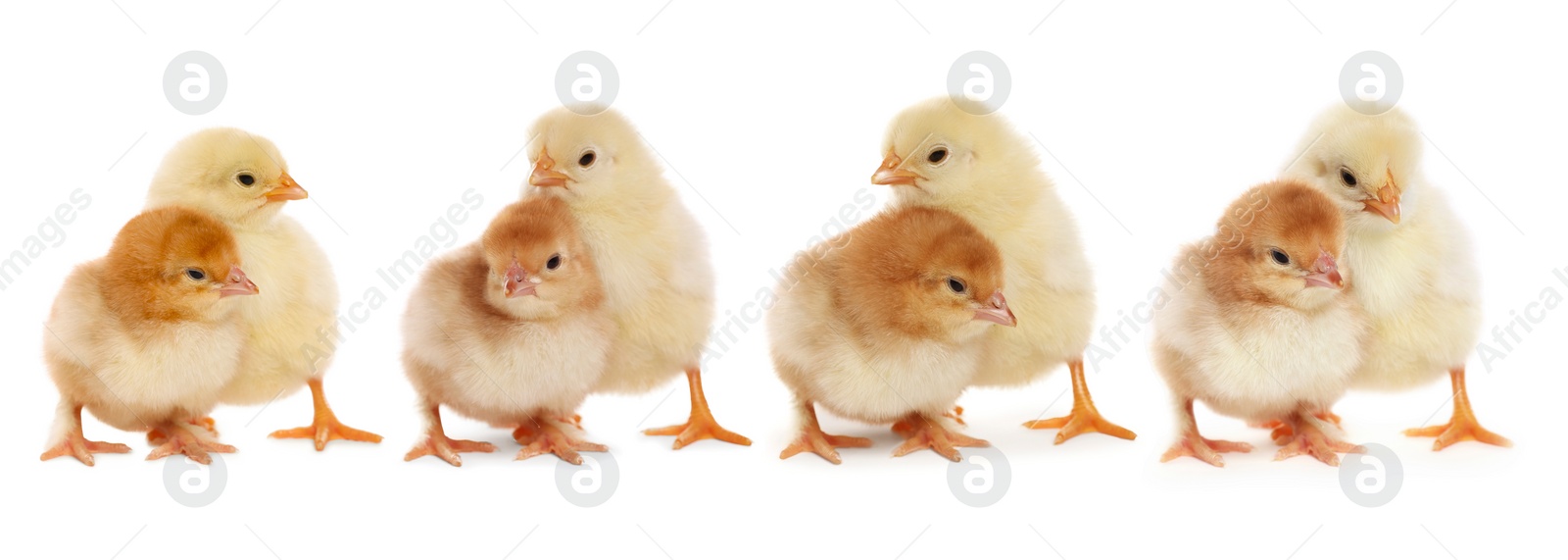 Image of Collage with small cute baby chickens isolated on white