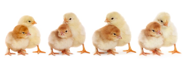 Collage with small cute baby chickens isolated on white