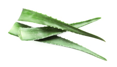 Photo of Green aloe vera leaves isolated on white, above view