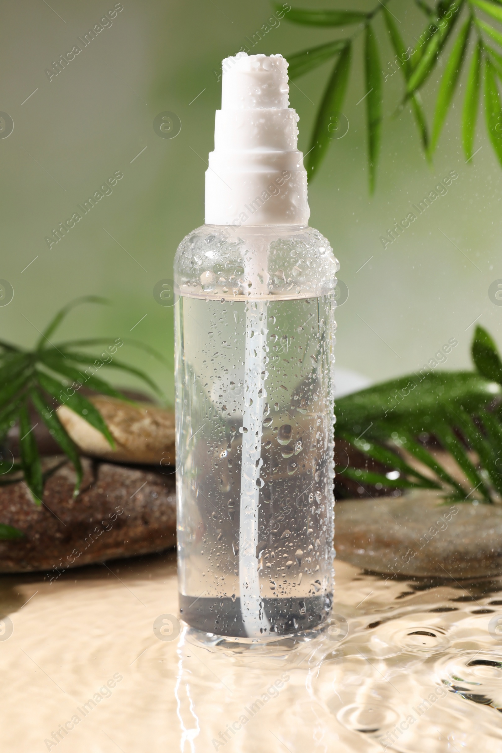 Photo of Wet bottle of micellar water, leaves and spa stones against green background