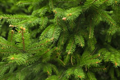Closeup view of beautiful conifer tree with small cones