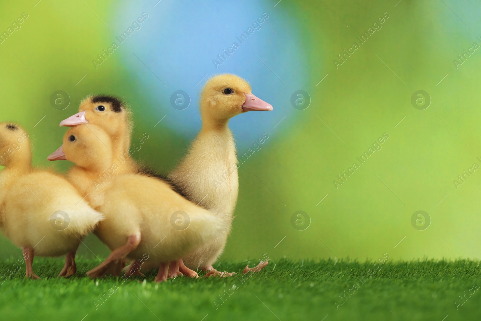 Photo of Cute fluffy ducklings on artificial grass against blurred background, space for text. Baby animals