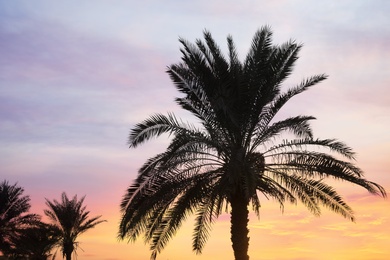 Photo of Tropical palms and beautiful sunset sky on background