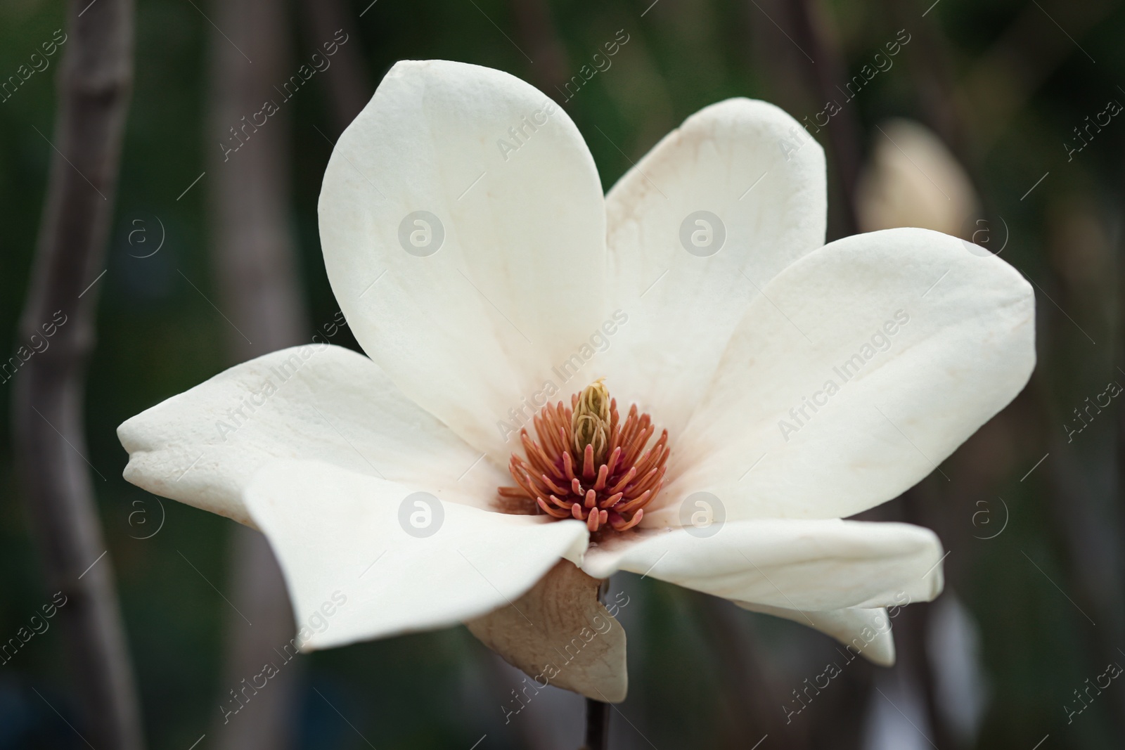 Photo of Beautiful blooming flower of magnolia tree on blurred background, closeup