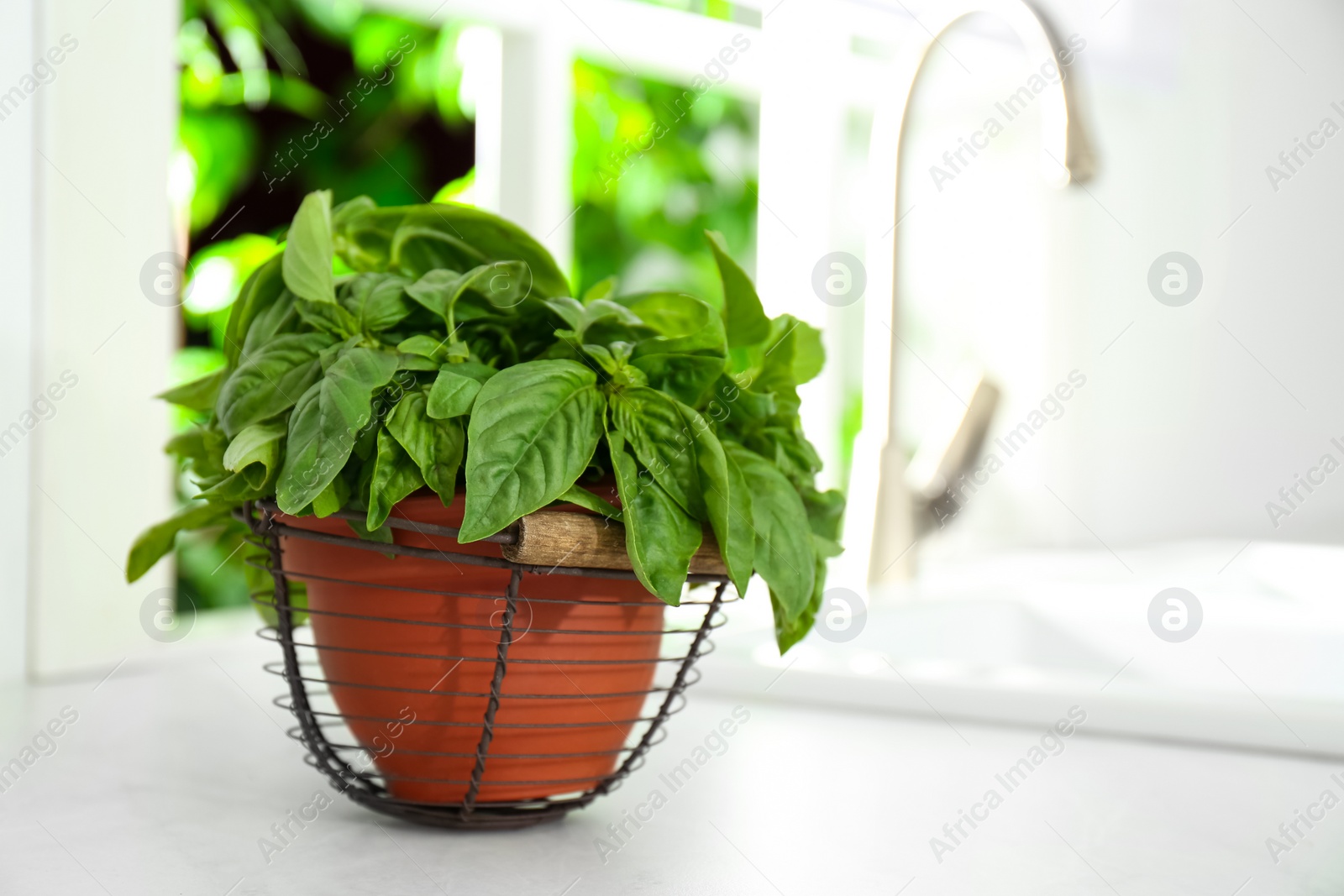 Photo of Fresh green basil in pot on countertop in kitchen. Space for text