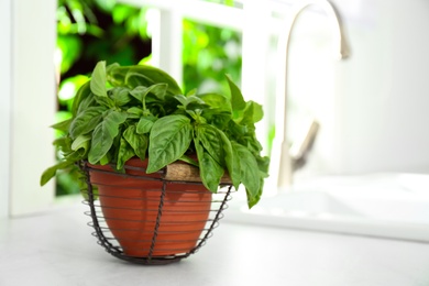 Photo of Fresh green basil in pot on countertop in kitchen. Space for text