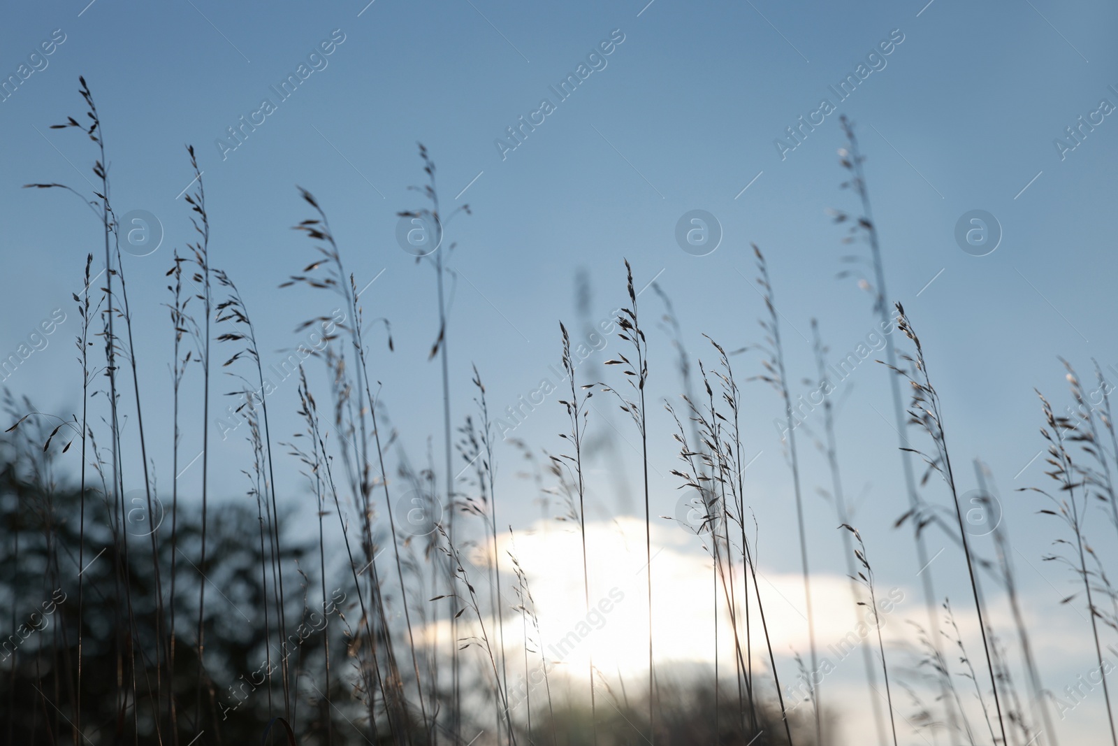 Photo of Beautiful plants against blue sky at sunset, closeup