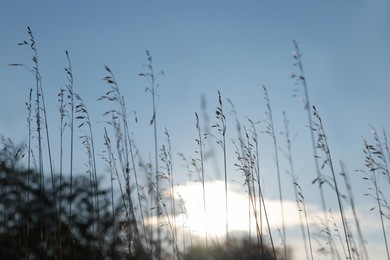 Photo of Beautiful plants against blue sky at sunset, closeup