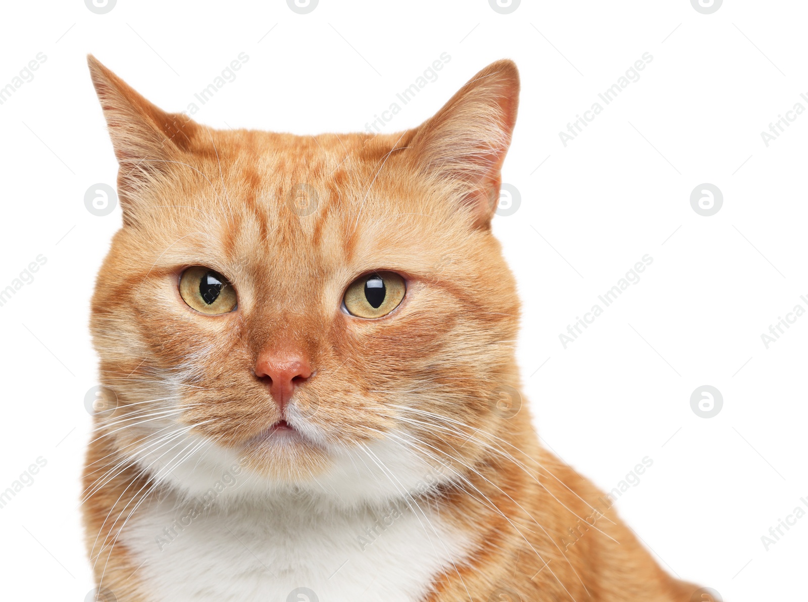 Photo of Cute ginger cat on white background. Adorable pet