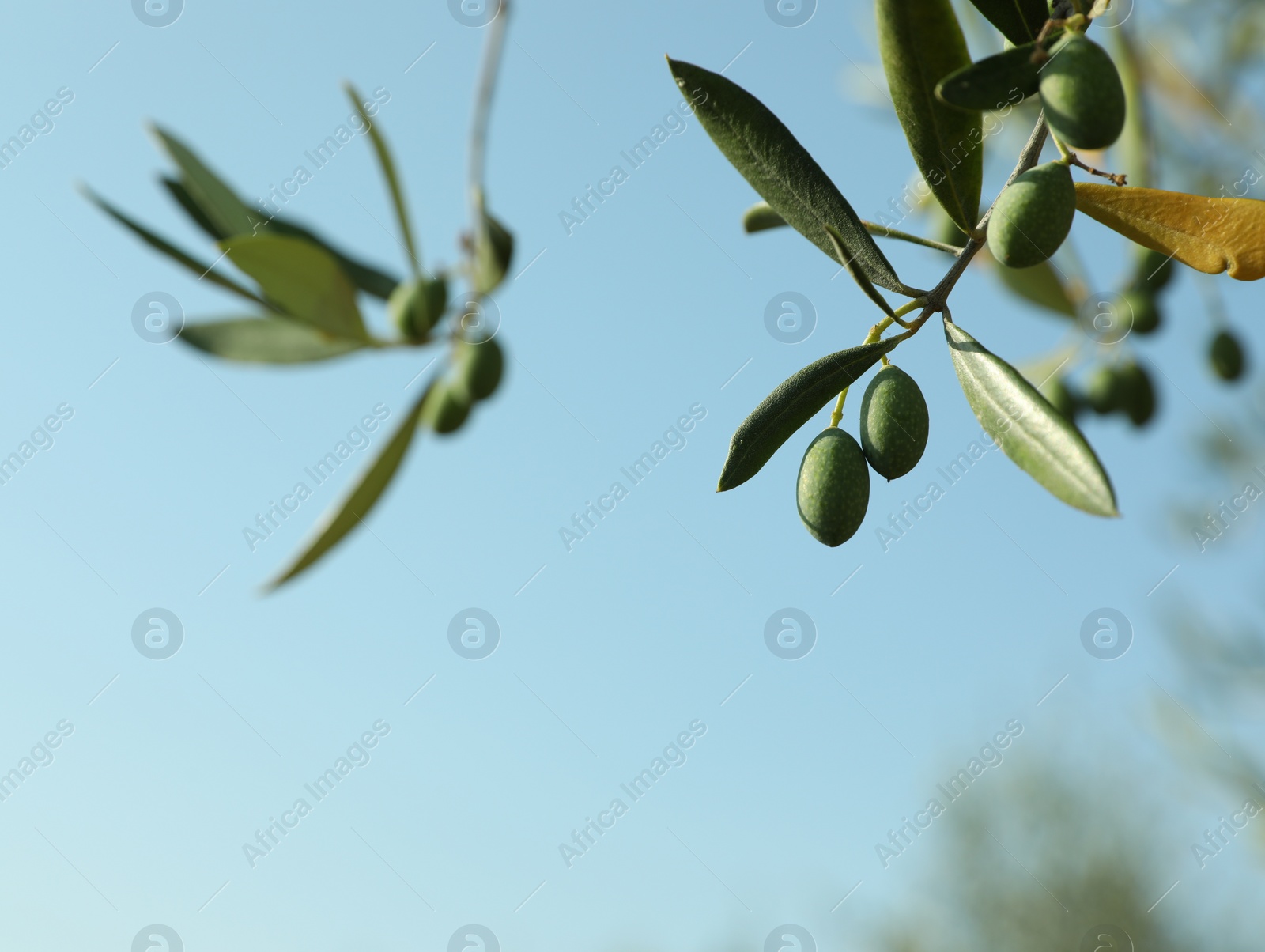 Photo of Olive tree branch with green fruits outdoors on sunny day