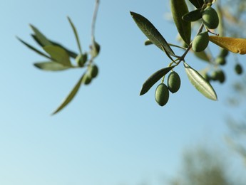 Photo of Olive tree branch with green fruits outdoors on sunny day