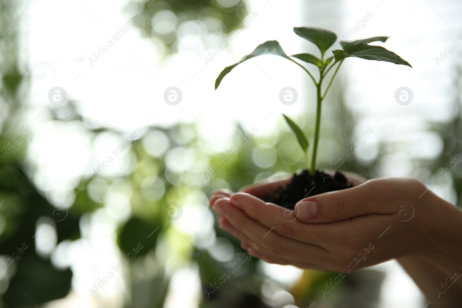 Photo of Woman holding green pepper seedling against blurred background, closeup. Space for text