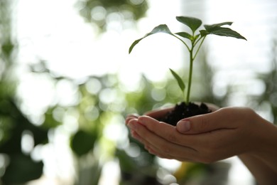 Photo of Woman holding green pepper seedling against blurred background, closeup. Space for text