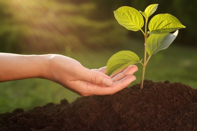 Woman taking care of beautiful green seedling in soil outdoors, closeup. Planting tree