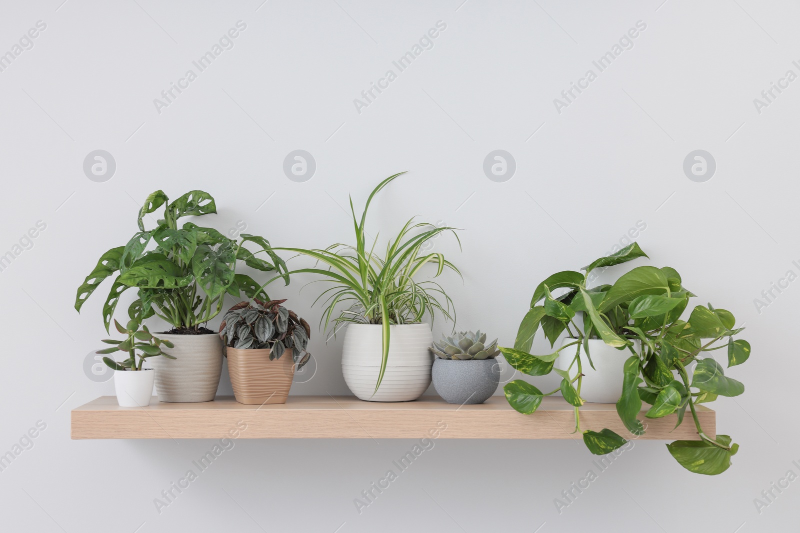 Photo of Wooden shelf with beautiful houseplants on light wall