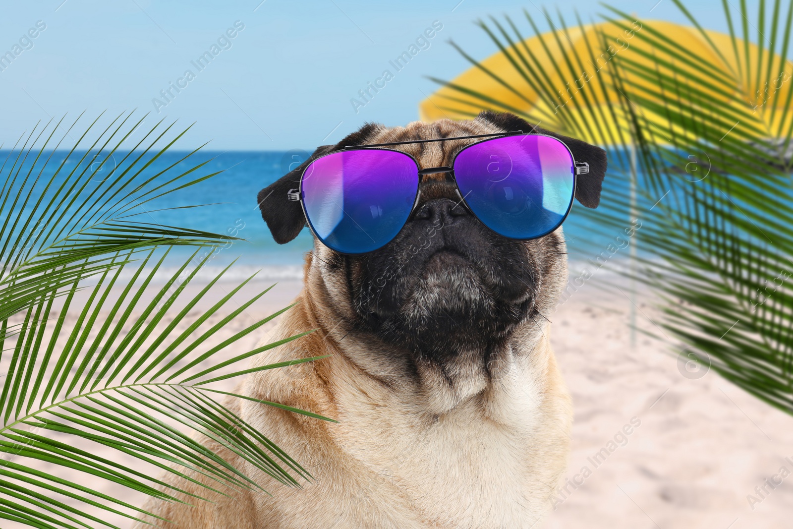 Image of Cute dog wearing sunglasses on sandy beach near sea. Summer vacation with pet