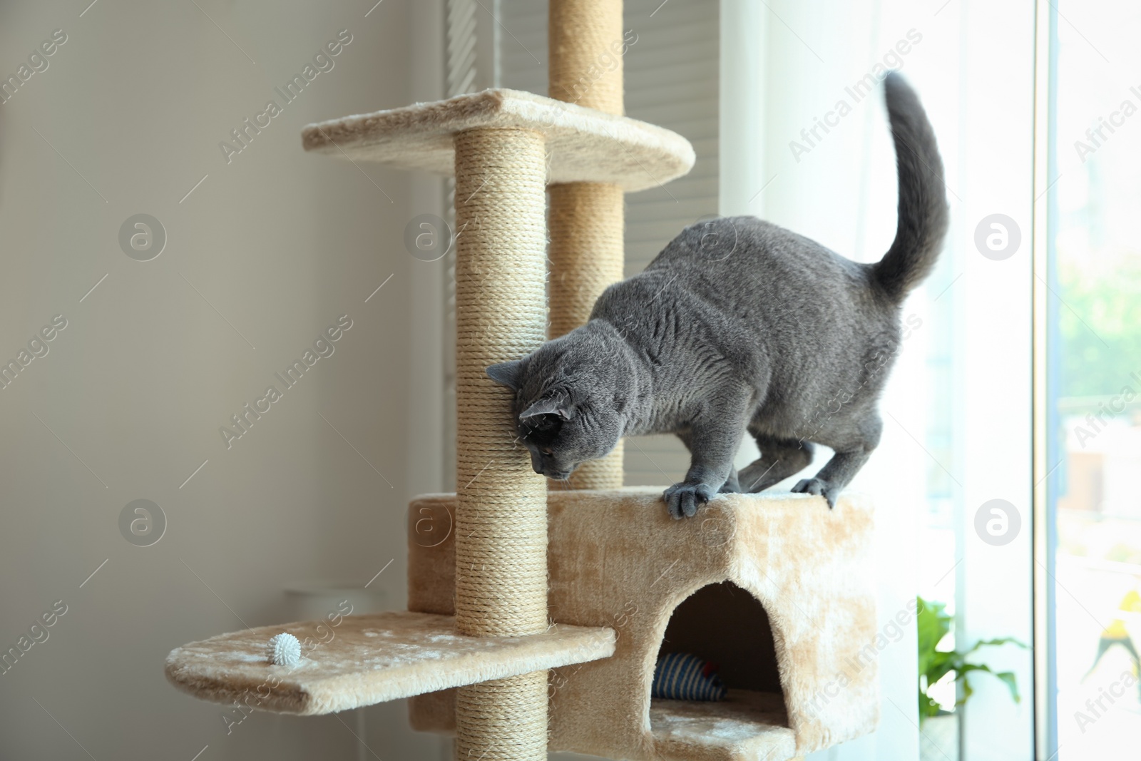 Photo of Cute pet on cat tree at home