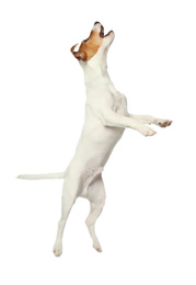 Photo of Cute Jack Russel Terrier on white background. Lovely dog