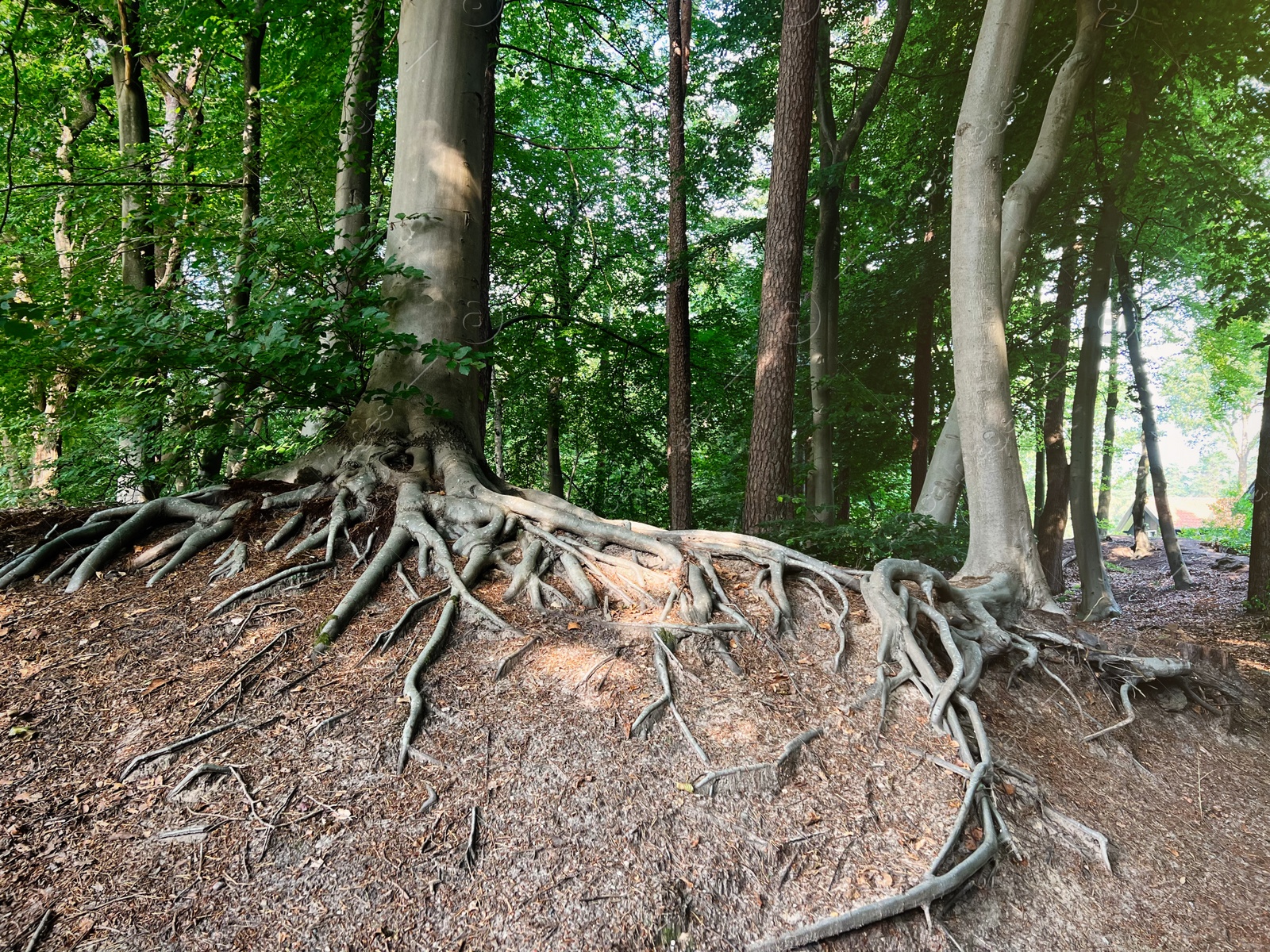 Photo of Tree roots visible through ground in forest