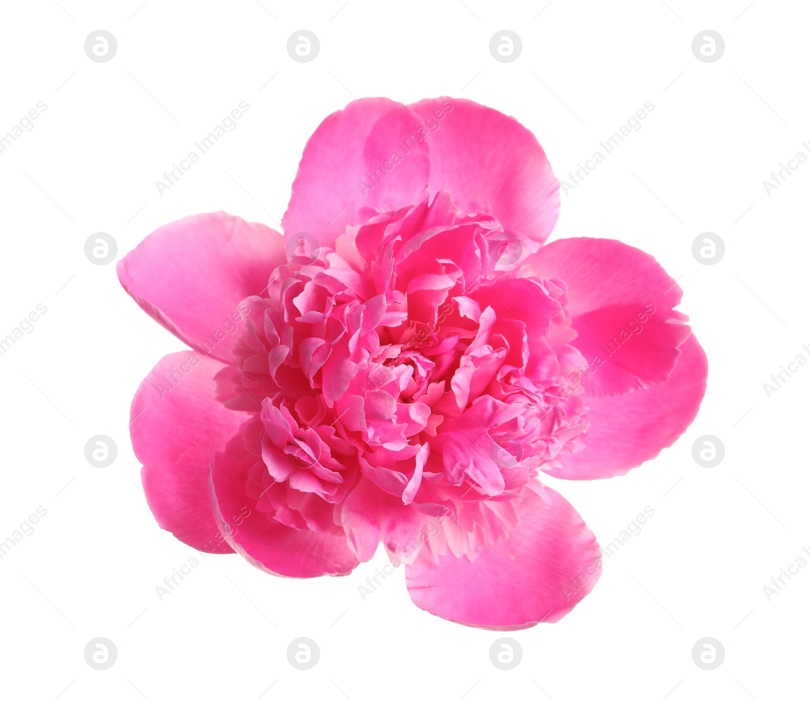 Photo of Beautiful fresh peony flower on white background, top view