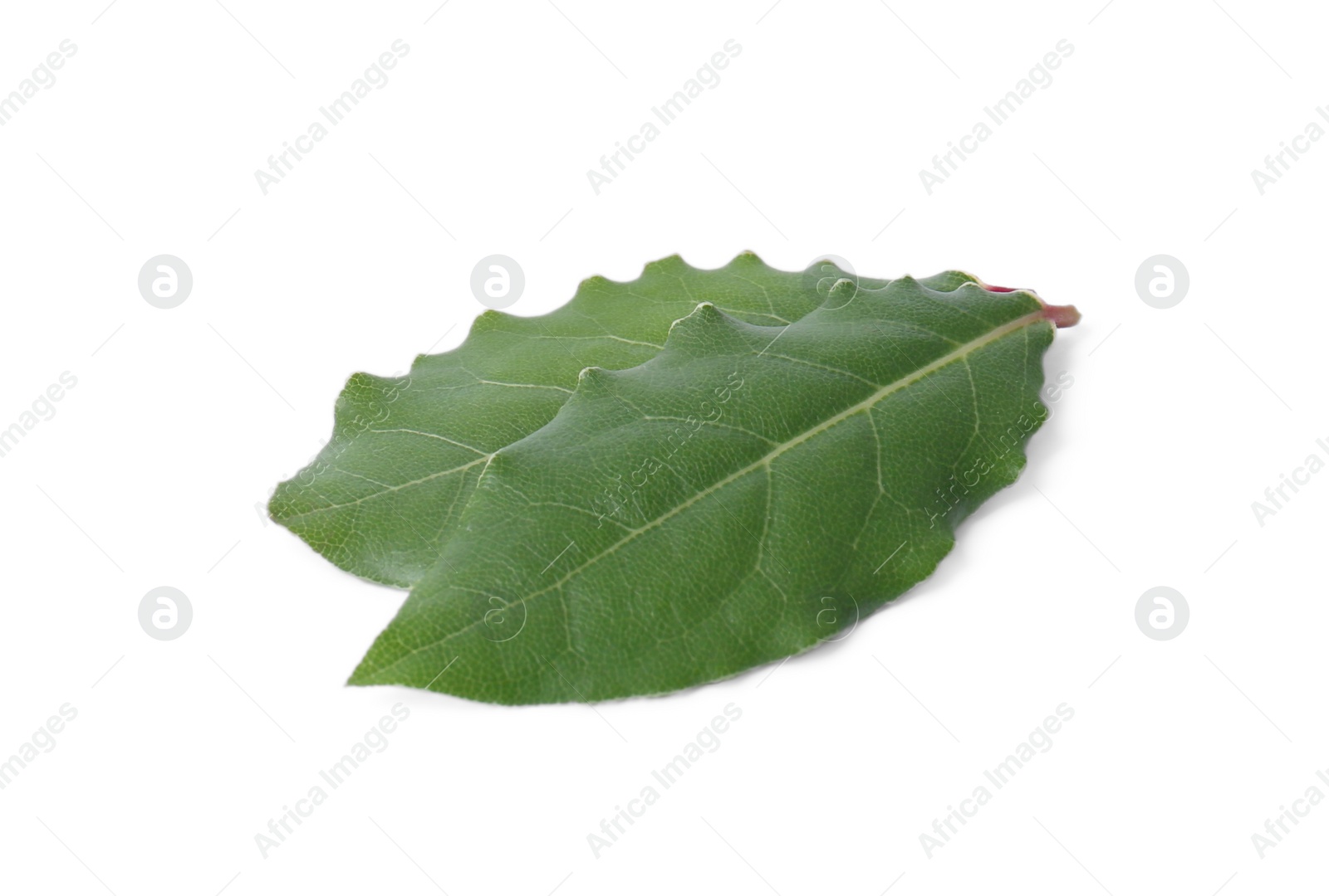 Photo of Two fresh bay leaves isolated on white