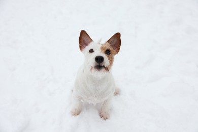 Photo of Cute Jack Russell Terrier on snow outdoors. Winter season