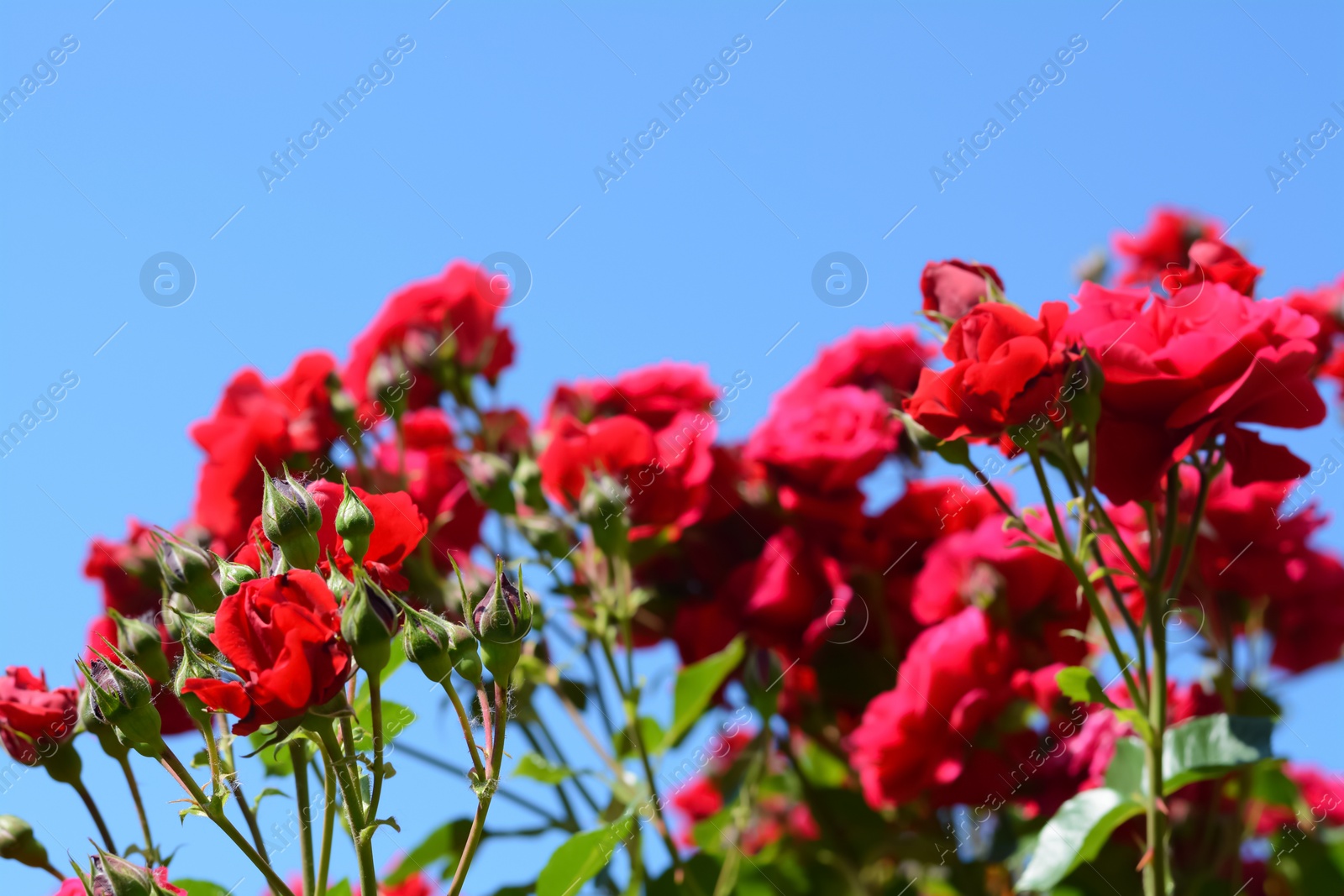 Photo of Beautiful blooming rose bush outdoors, closeup view