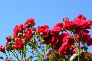 Photo of Beautiful blooming rose bush outdoors, closeup view