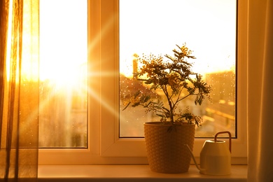 Beautiful mimosa plant in pot and watering can on windowsill indoors, space for text