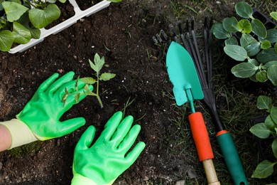 Photo of Woman wearing gardening gloves planting seedling in ground outdoors, top view