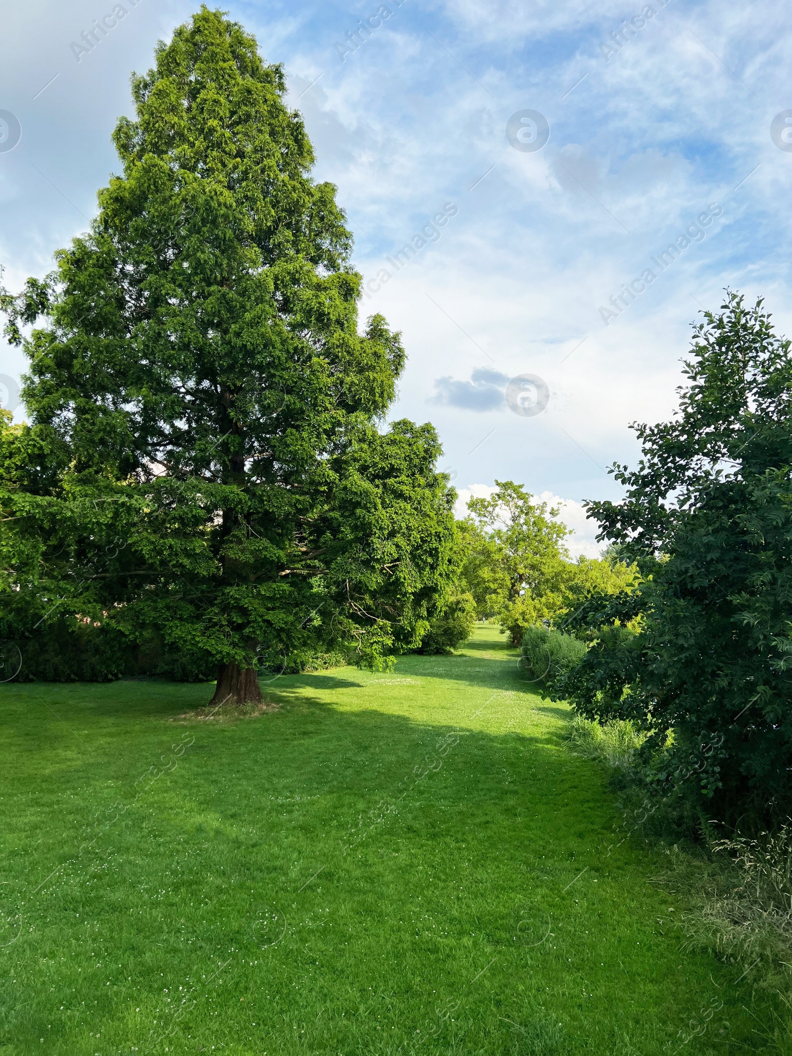 Photo of Picturesque view of beautiful park with fresh green grass and trees on sunny day