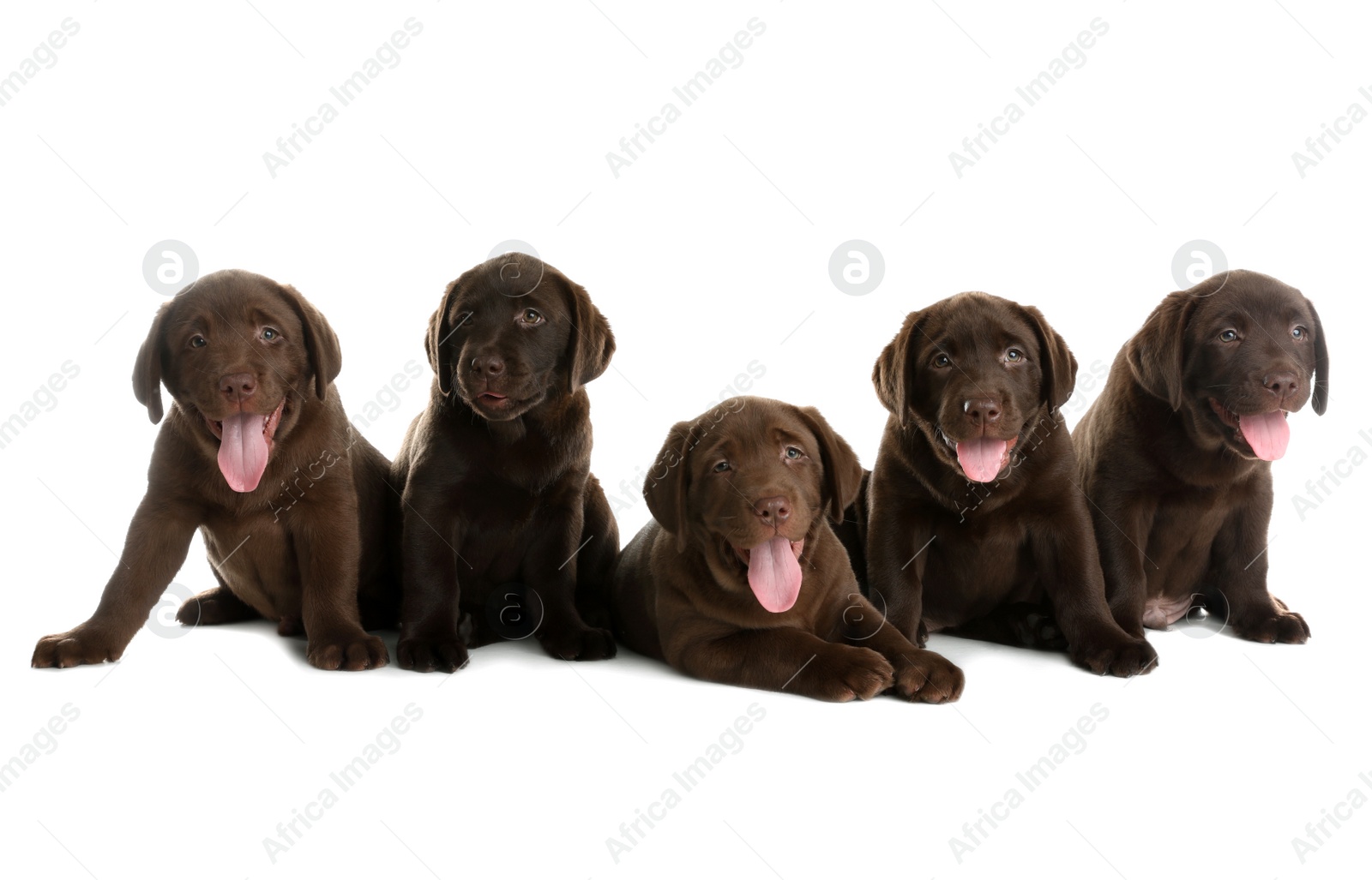 Photo of Chocolate Labrador Retriever puppies on white background