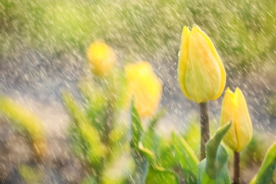 Closeup view of beautiful fresh tulips with water drops on field, space for text. Blooming spring flowers