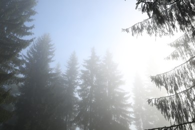 Photo of Beautiful coniferous trees in forest on foggy day