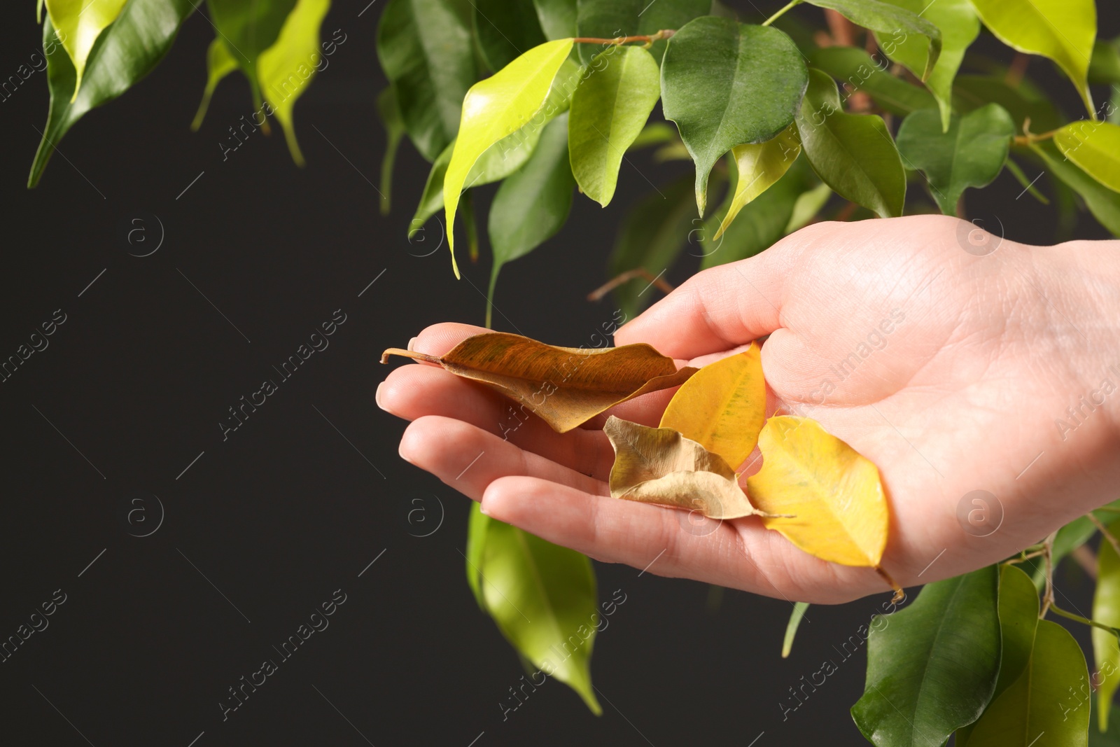 Photo of Woman holding dry leaves near houseplant on dark background, closeup. Space for text