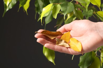 Photo of Woman holding dry leaves near houseplant on dark background, closeup. Space for text