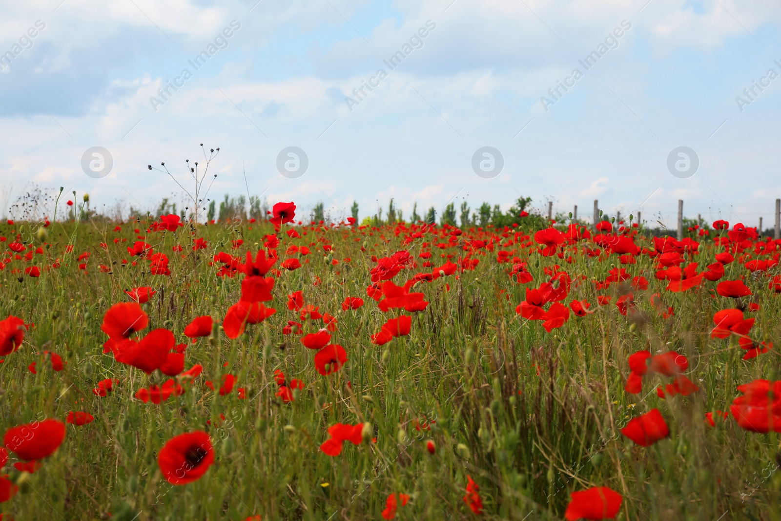 Photo of Beautiful red poppy flowers growing in field