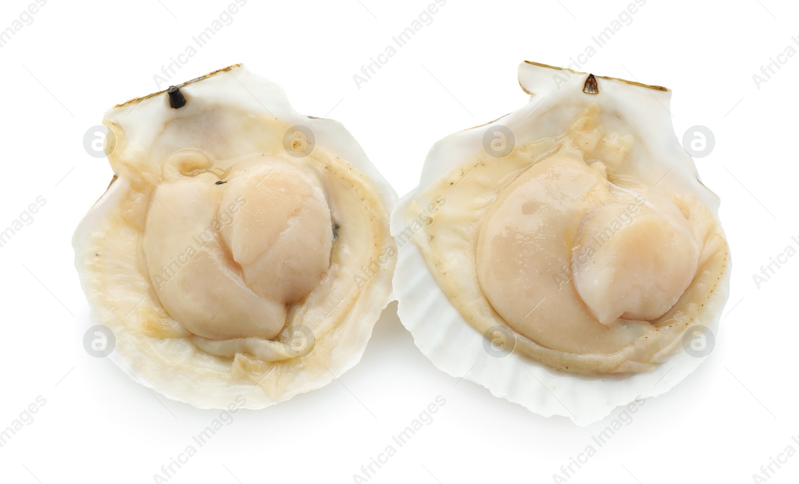 Photo of Fresh raw scallops in shells isolated on white, top view