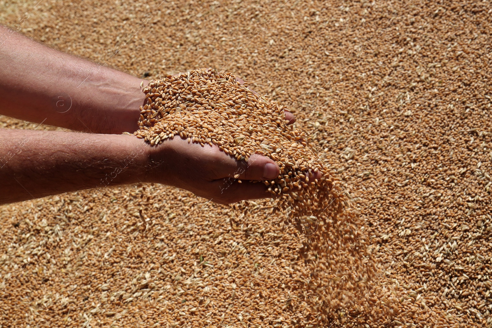 Photo of Man holding wheat over grains, closeup view