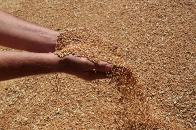 Photo of Man holding wheat over grains, closeup view