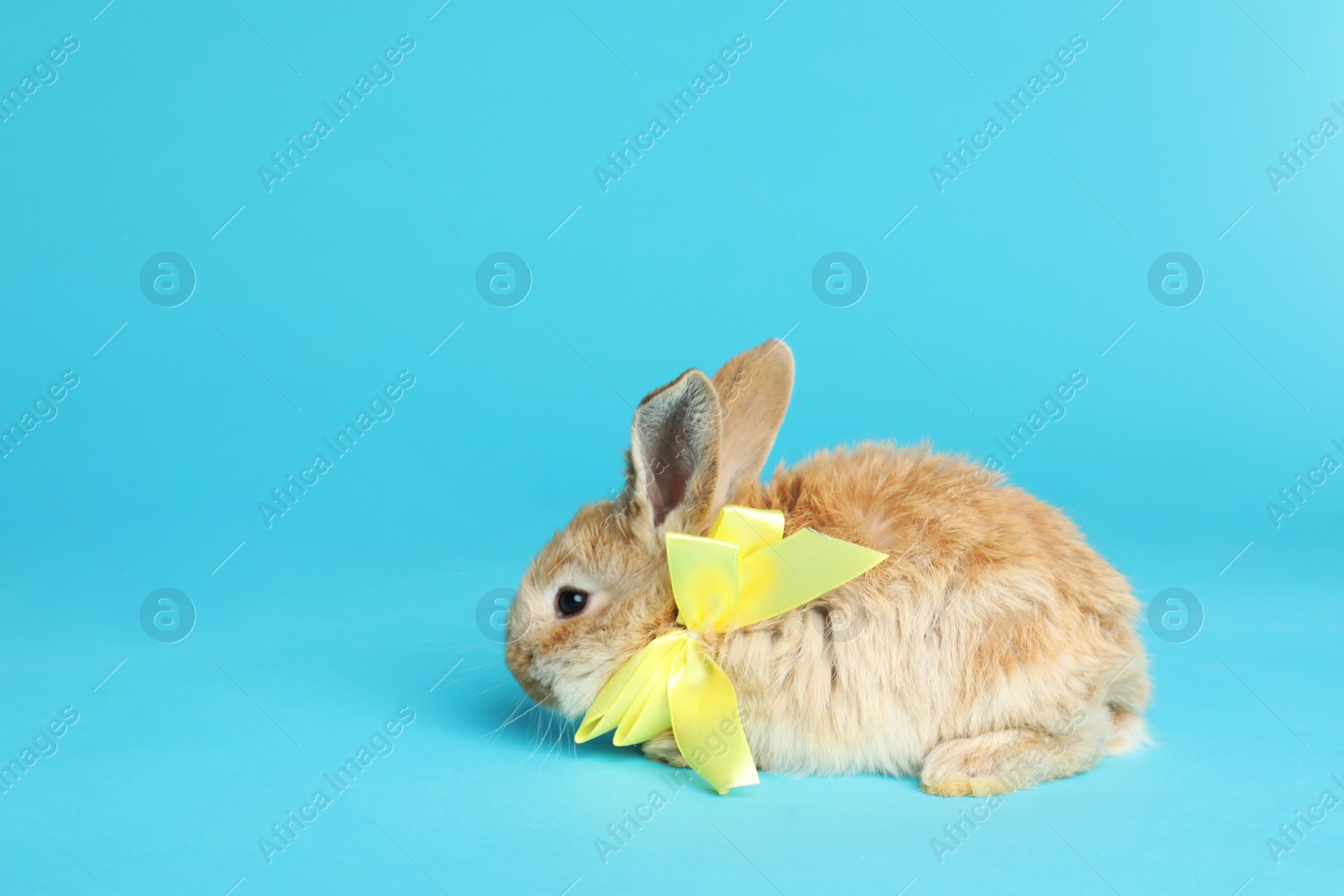 Photo of Adorable furry Easter bunny with cute bow tie on color background, space for text