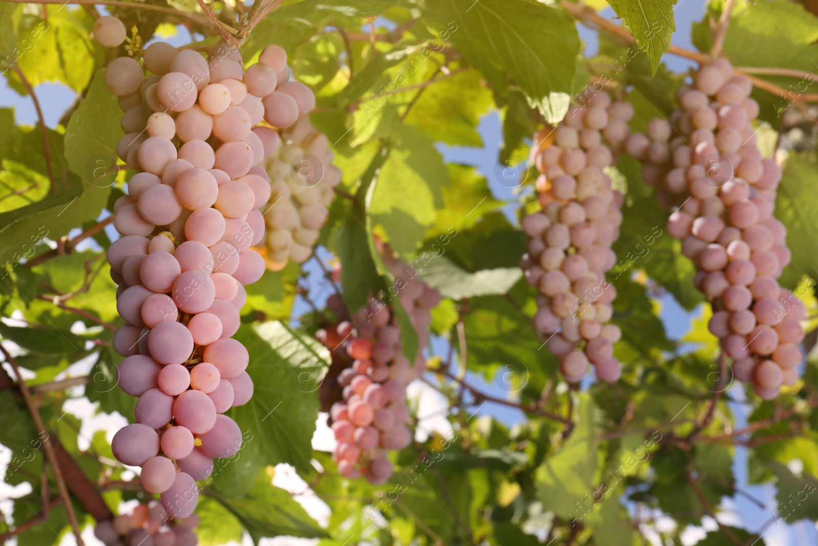 Photo of Ripe juicy grapes growing on branch in vineyard