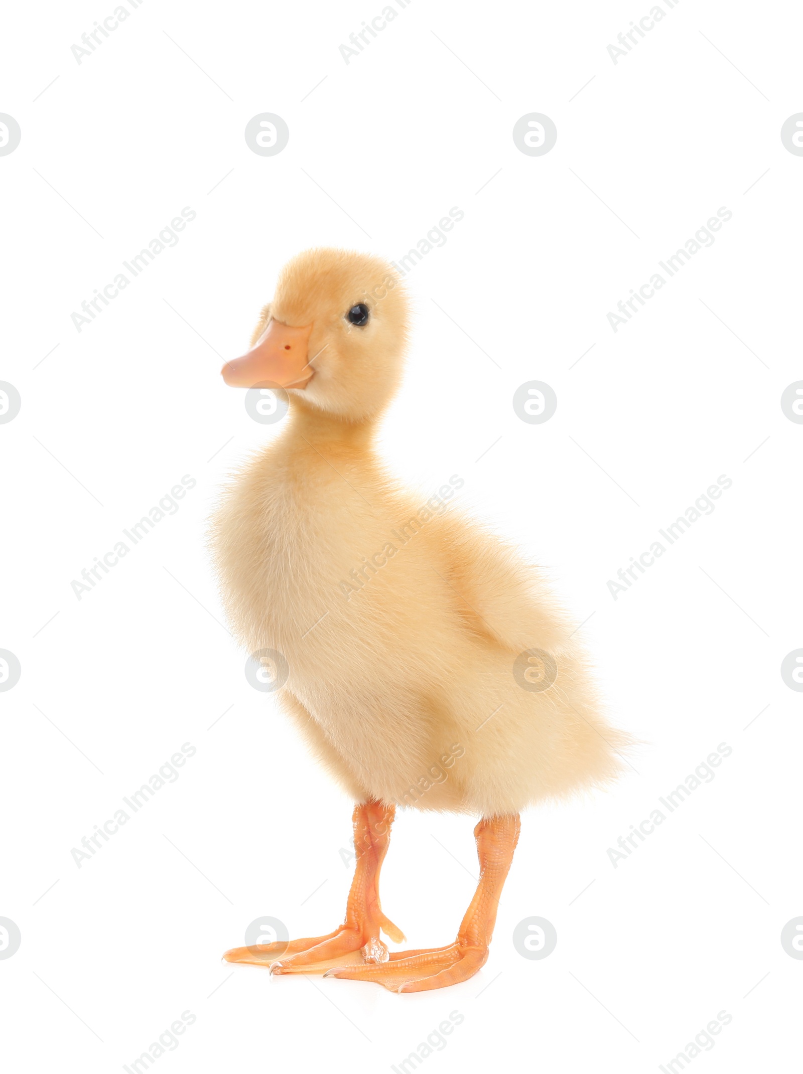 Photo of Cute fluffy baby duckling on white background