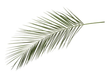 Leaf of tropical palm tree isolated on white