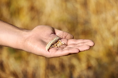 Photo of Farmer with wheat grains in field, closeup. Cereal farming