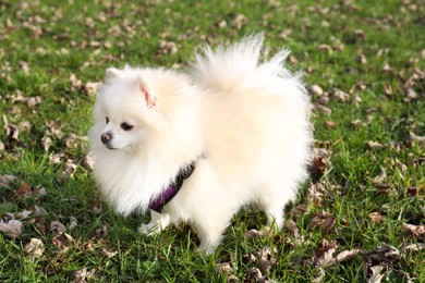 Cute fluffy Pomeranian dog on green grass outdoors. Lovely pet